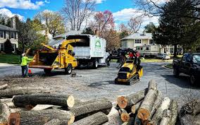 How Our Tree Care Process Works  in  Wanamingo, MN