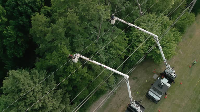 Reliable Wanamingo, MN Tree Services Solutions
